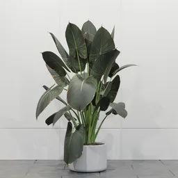 Tropical Giant Leaf Plant