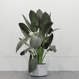 Tropical Giant Leaf Plant