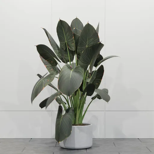 Tropical Giant Leaf Plant
