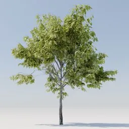 Tree 43 CERCIS CANADENSIS