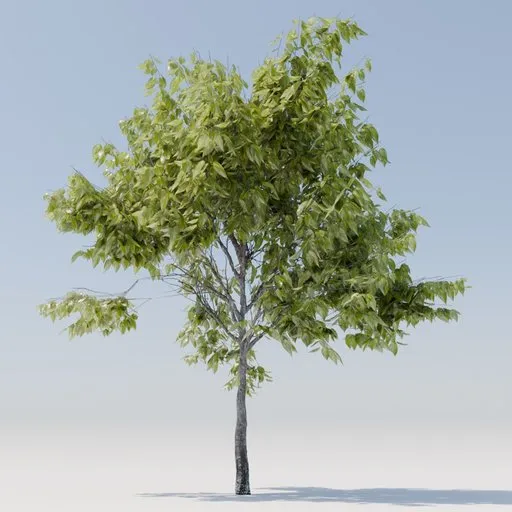 Tree CERCIS CANADENSIS