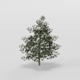 Small Dense Pine Tree
