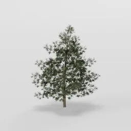 Small Dense Pine Tree