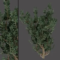Dense Green Shrub