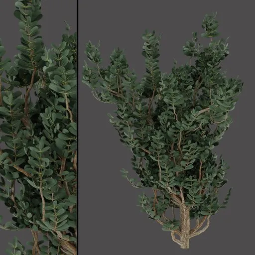 Dense Green Shrub