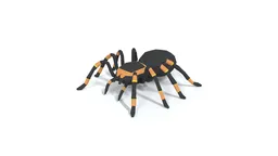 Detailed low-poly tarantula 3D model with quad mesh for Blender, perfect for CG visualization.