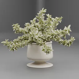 Variegated Indoor Plant