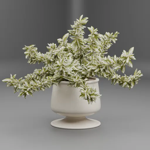 Variegated Indoor Plant