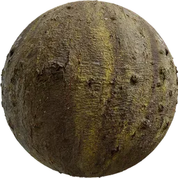 Japanese Hackberry Bark