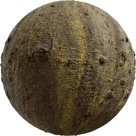 Japanese Hackberry Bark