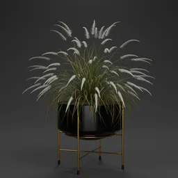 Pampas Grass Pot Plant
