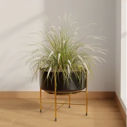 Pampas Grass Pot Plant