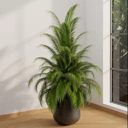 Indoor Areca Palm