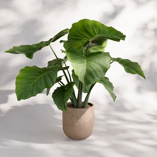 Colocasia Indoor Plant