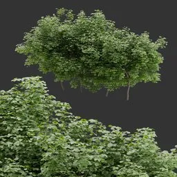 Simple Bush Plant Collection