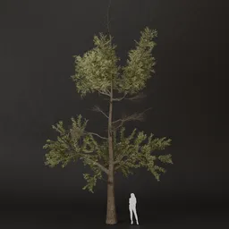 SJ-Morning Chill Pine Tree