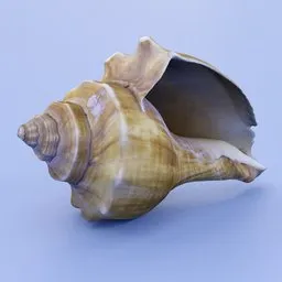 Seashell spiral conch shell beach ocean