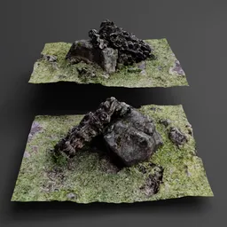 Araucaria Log on Rock