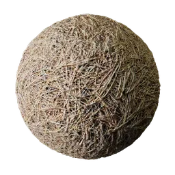 Pine Needles Forest Floor