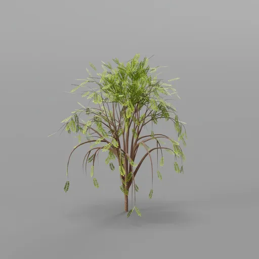 Bush