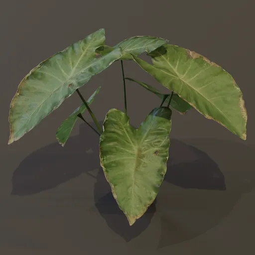 Elephant Ear Taro Plant Young Var