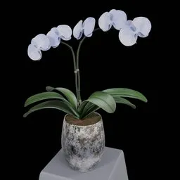 Realistic Phalaenopsis Orchid Flower