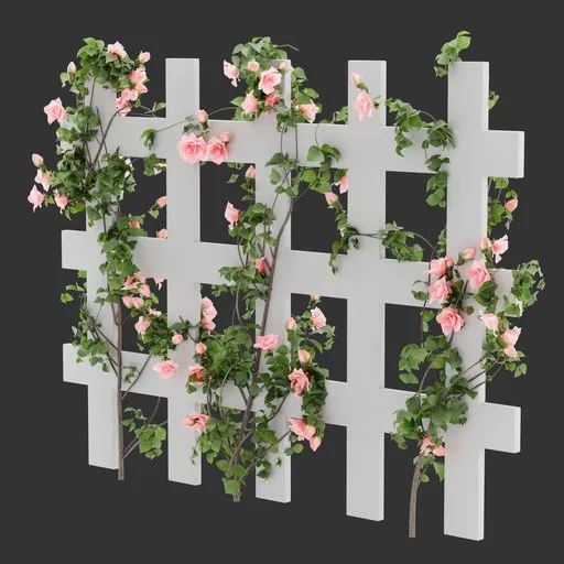 Flowering Divider Fence Climber Plant