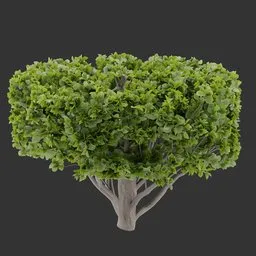 Topiary Bush Plant
