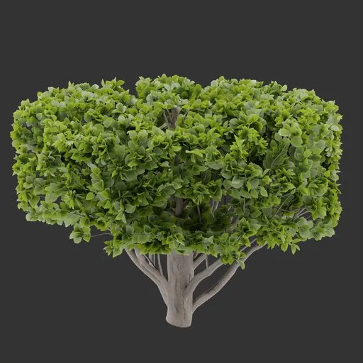 Topiary Bush Plant