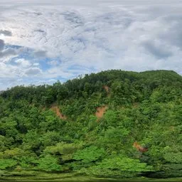Mountain tree green forest