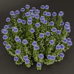 SJ-Pure Elegance Shrub