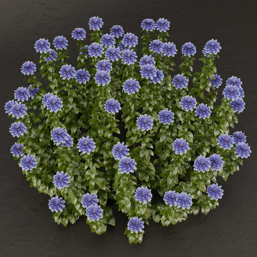 SJ-Pure Elegance Shrub