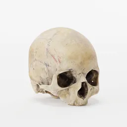 Old Human Skull Photoscan