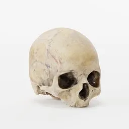 Old Human Skull Photoscan