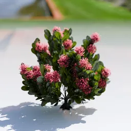 Plant Skimia Japonica