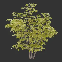 Simple Bush Plant AQ