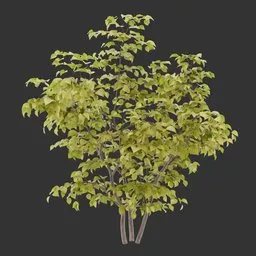 Simple Bush Plant AQ