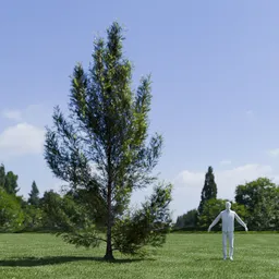 Pine tree - Pinus Flexilis Animated