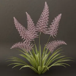 SJ-bloom fern shrub