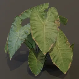 Elephant Ear Taro Plant Large