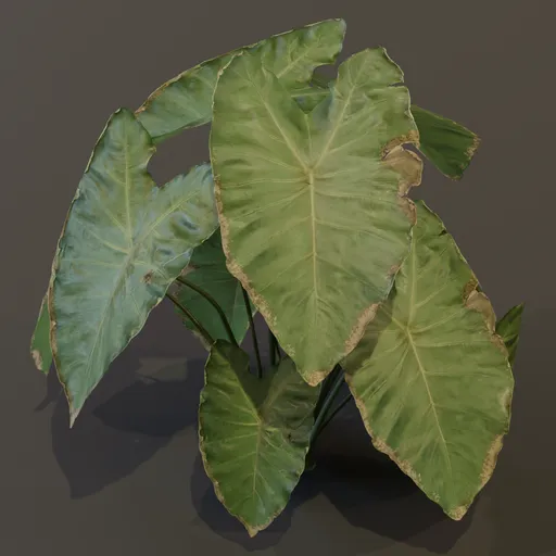 Elephant Ear Taro Plant Large