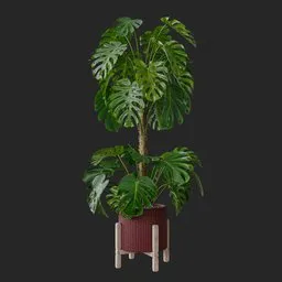 Monstera Plant