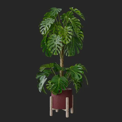 Monstera Plant