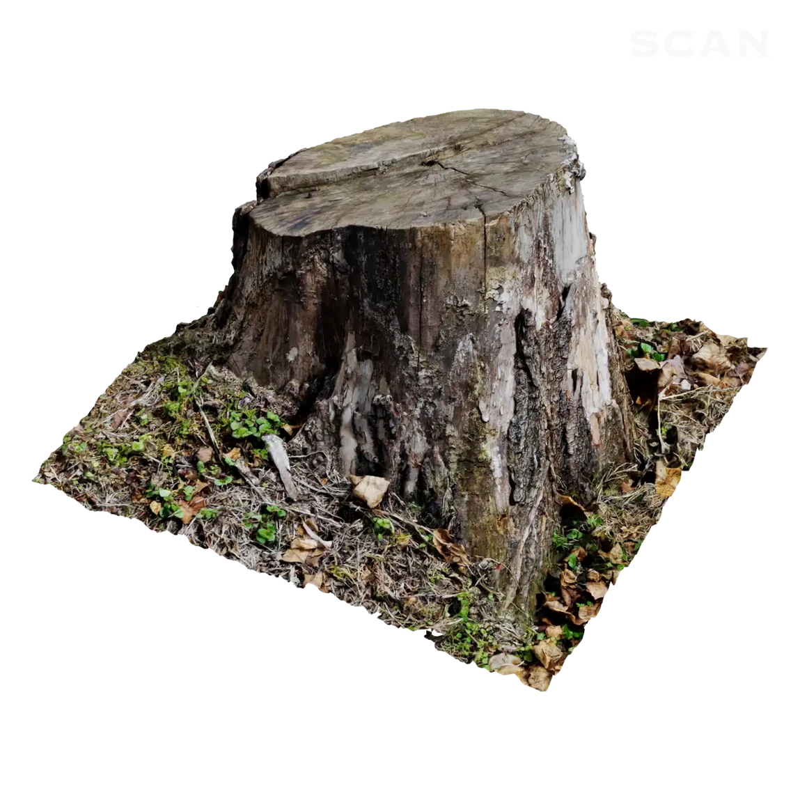 Scan Tree FREE 3D Tree models BlenderKit