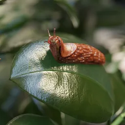 3D modeled slug with simple rig, perfect for Blender animations, portraying nature’s tiny creatures.