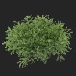 Groundcover Bush Plant