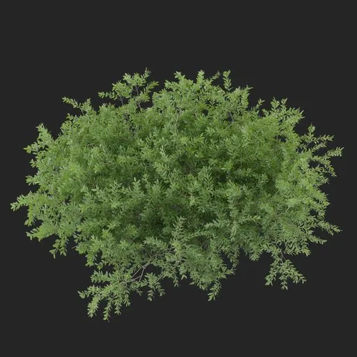 Groundcover Bush Plant