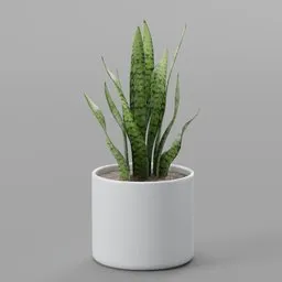 Indoor Snake Plant