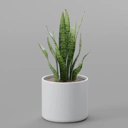 Indoor Snake Plant