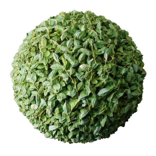 High-resolution PBR privet hedge material for Blender 3D, ideal for organic textures with realistic displacement.